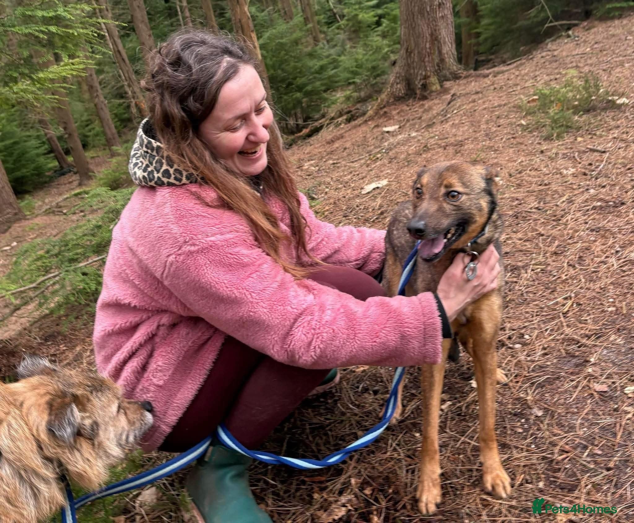 Figgy - Norwich Norfolk photo 14