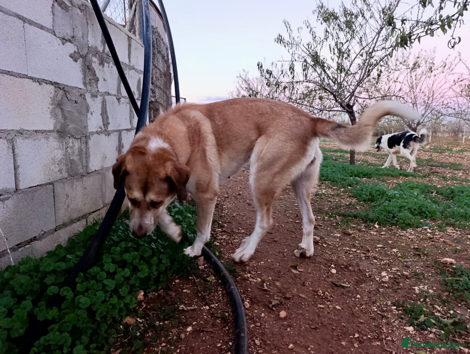 ️🚨URGENT FOSTER OR adopter needed. photo 3