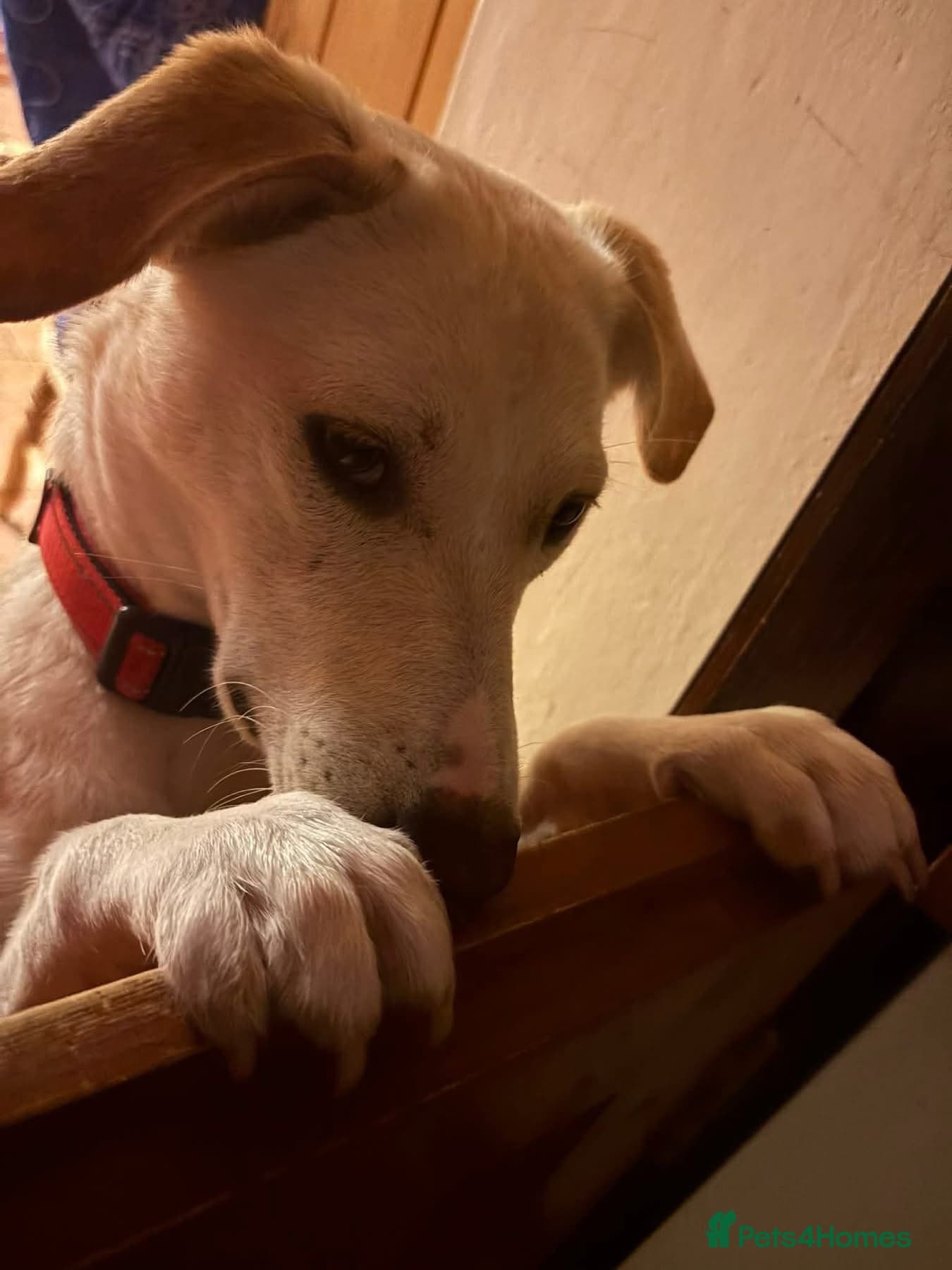 Talia - Hempnall Norfolk photo 4