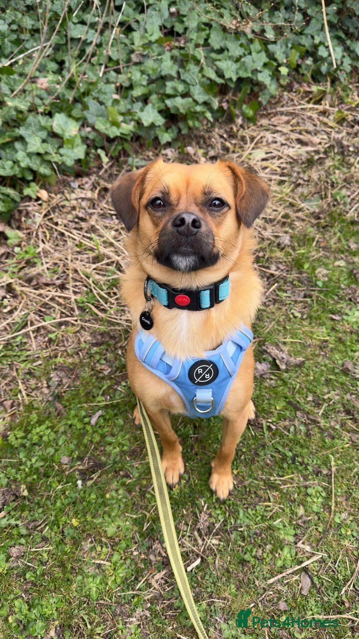 Meet Jaspher, currently residing in Edinburgh — Mixed Breed