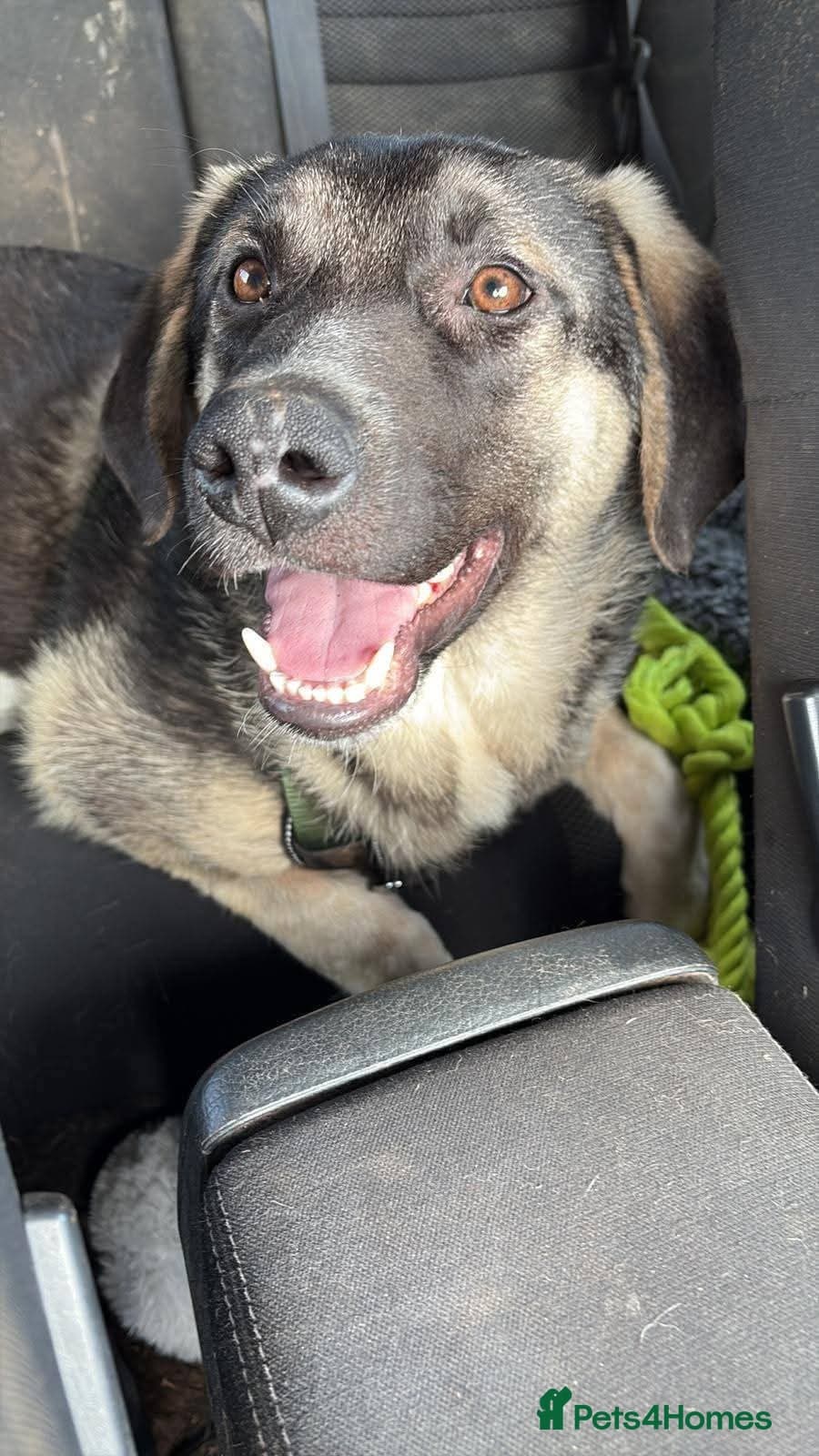 Meet Neptune,currently residing in Oxfordshire photo 4