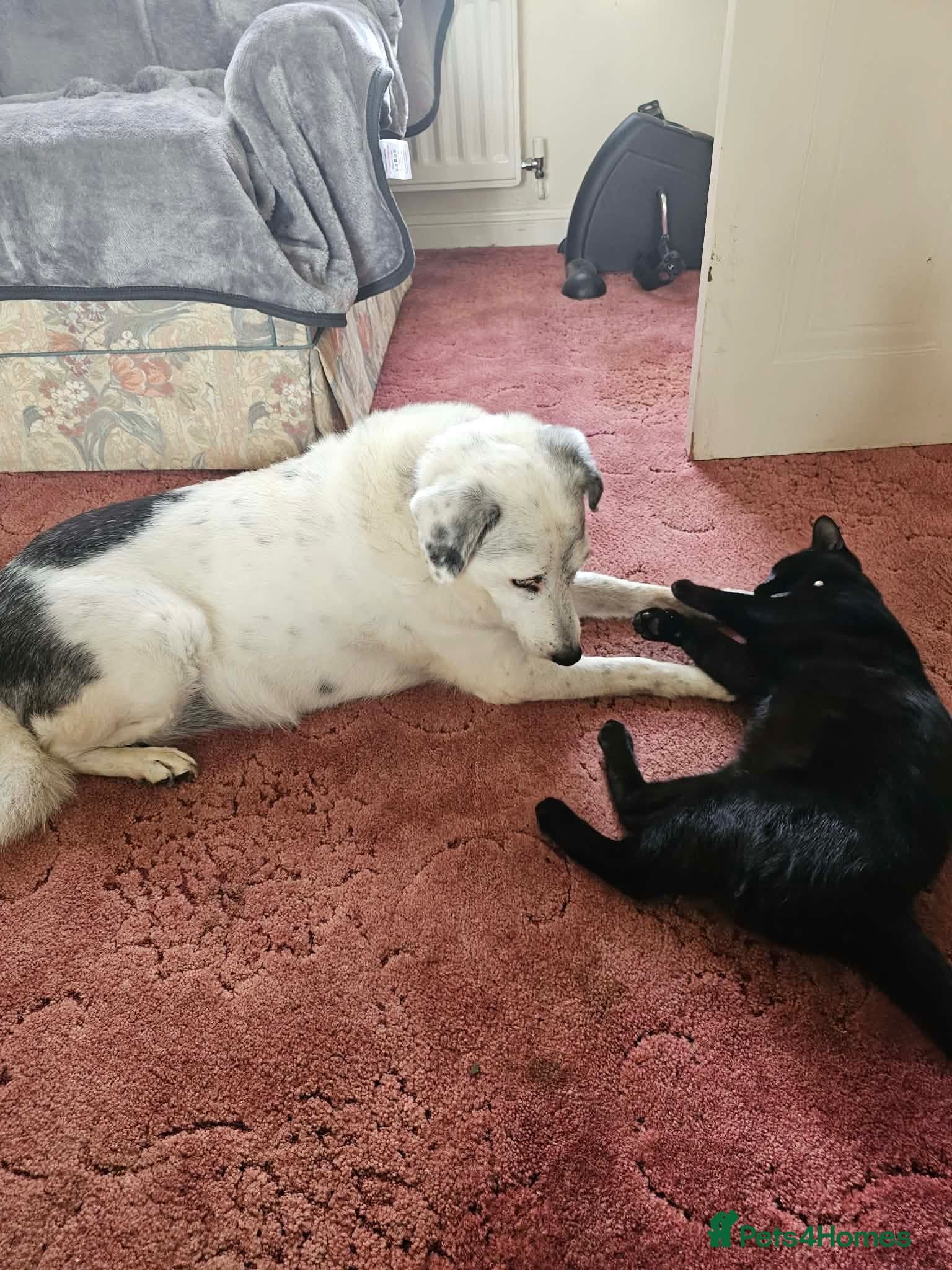 Evy 🩷 — Mixed Breed