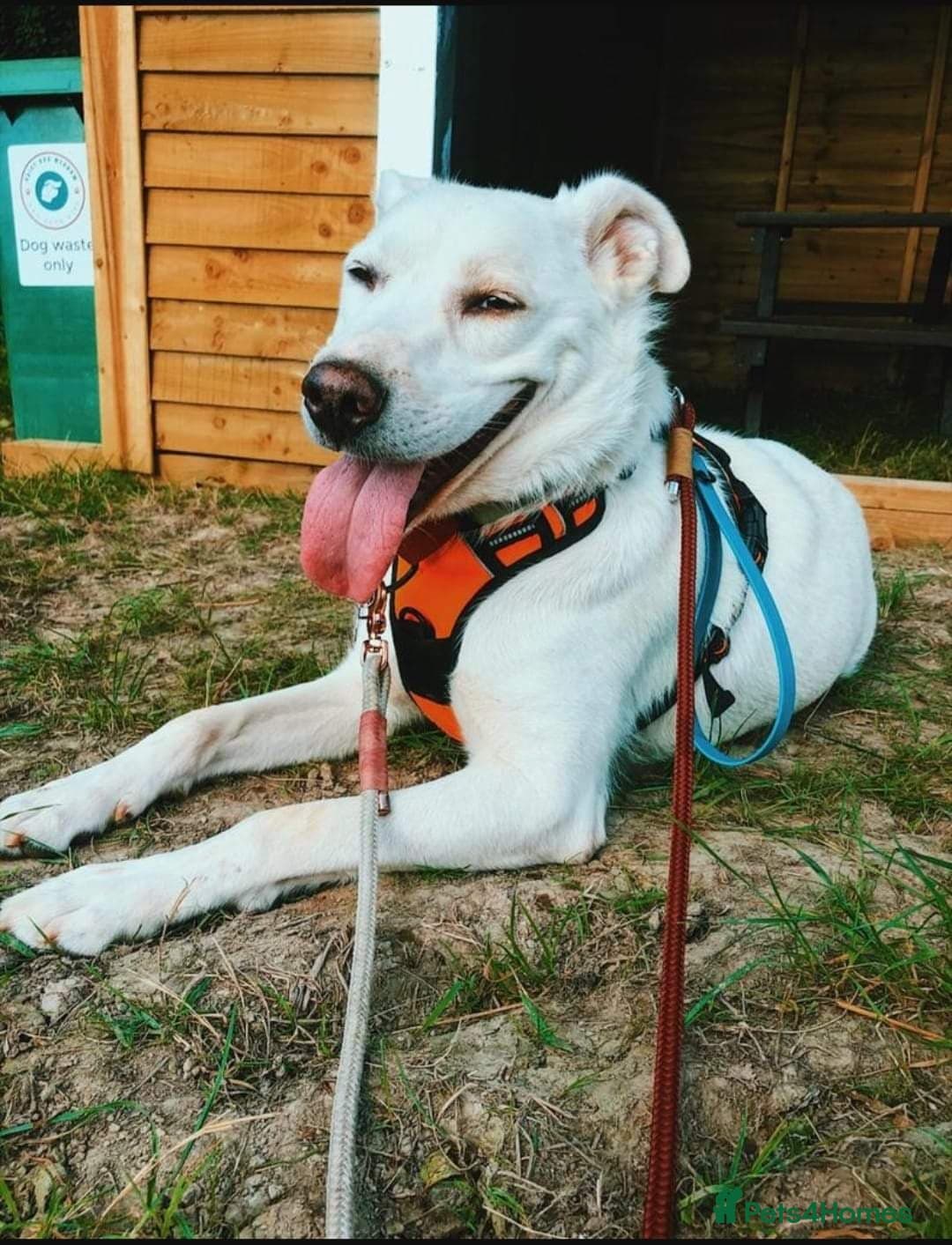 Meet Biscuit, currently residing in Hampshire photo 9