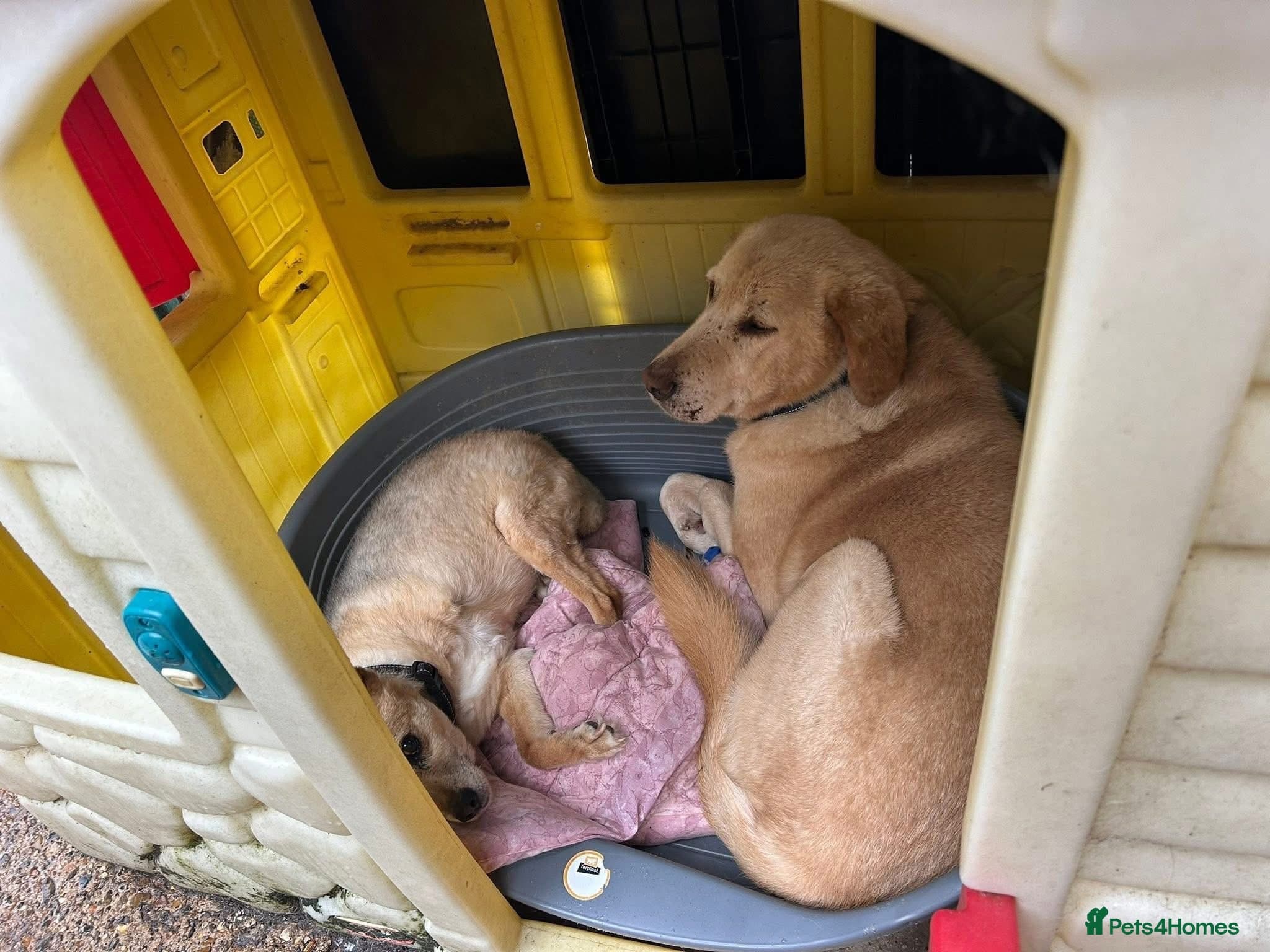 Rupert - Norwich Norfolk photo 5