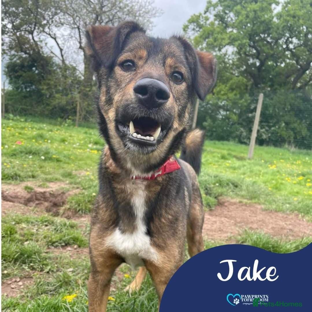 Meet Jake, currently residing in Cheshire photo 2