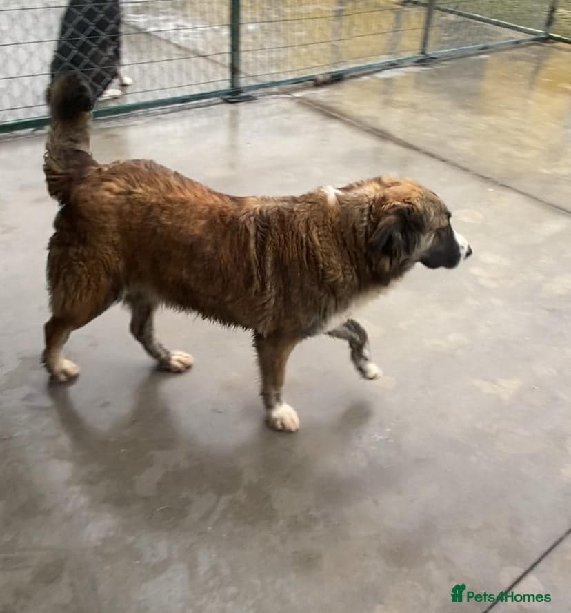 Kiki, 6 yrs approx. photo 4