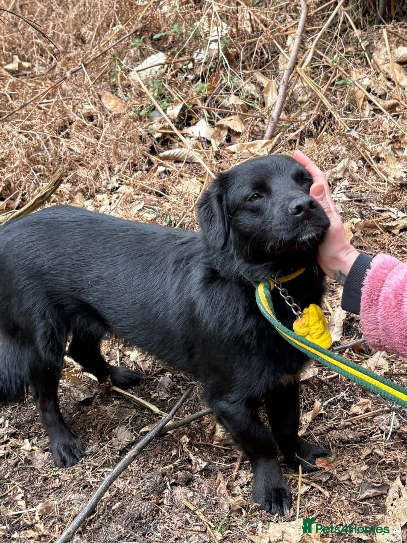 Dante - Norwich Norfolk photo 6