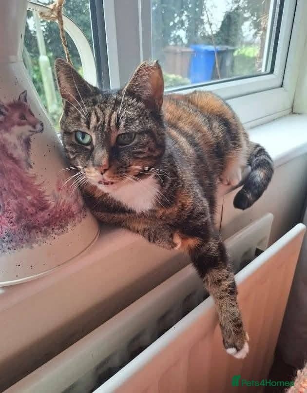 ️🐱 cleo photo 3