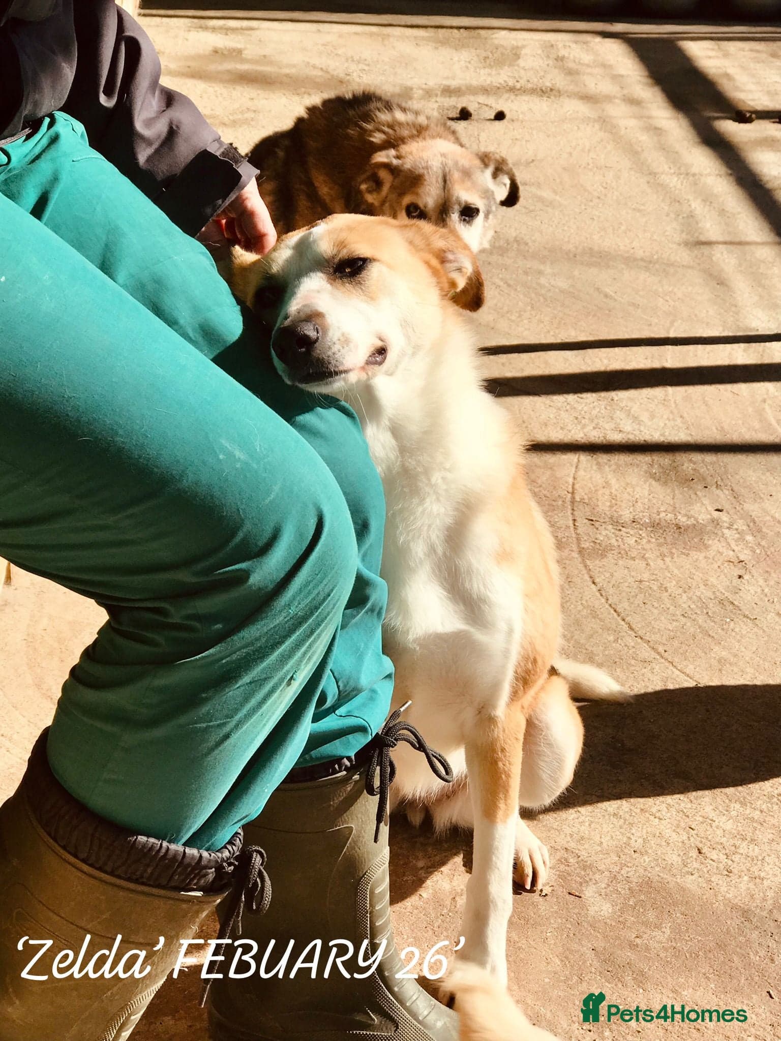 Zelda, 3 yrs old approx. photo 11