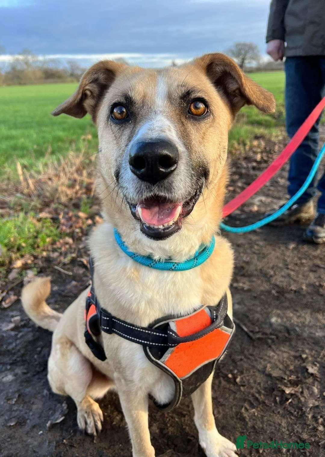 Meet Ruma, currently residing in Cheshire photo 6