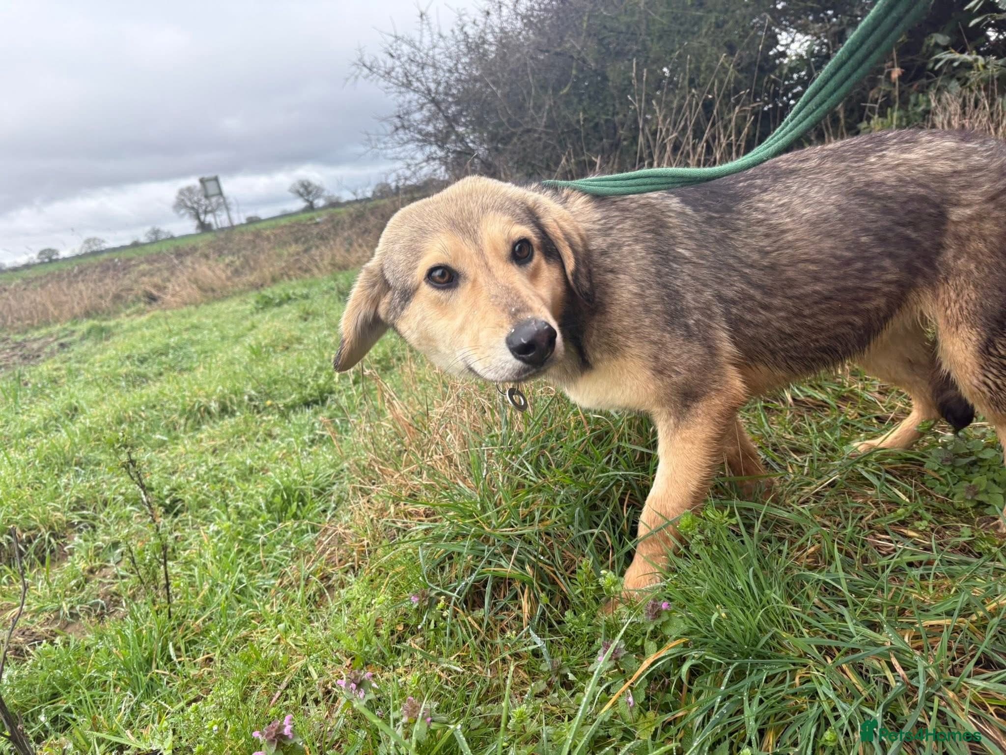 Rollo - Norwich Norfolk photo 4