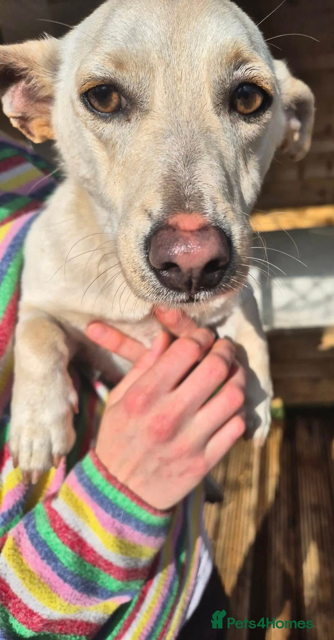 Bobby - In Ayr photo 4