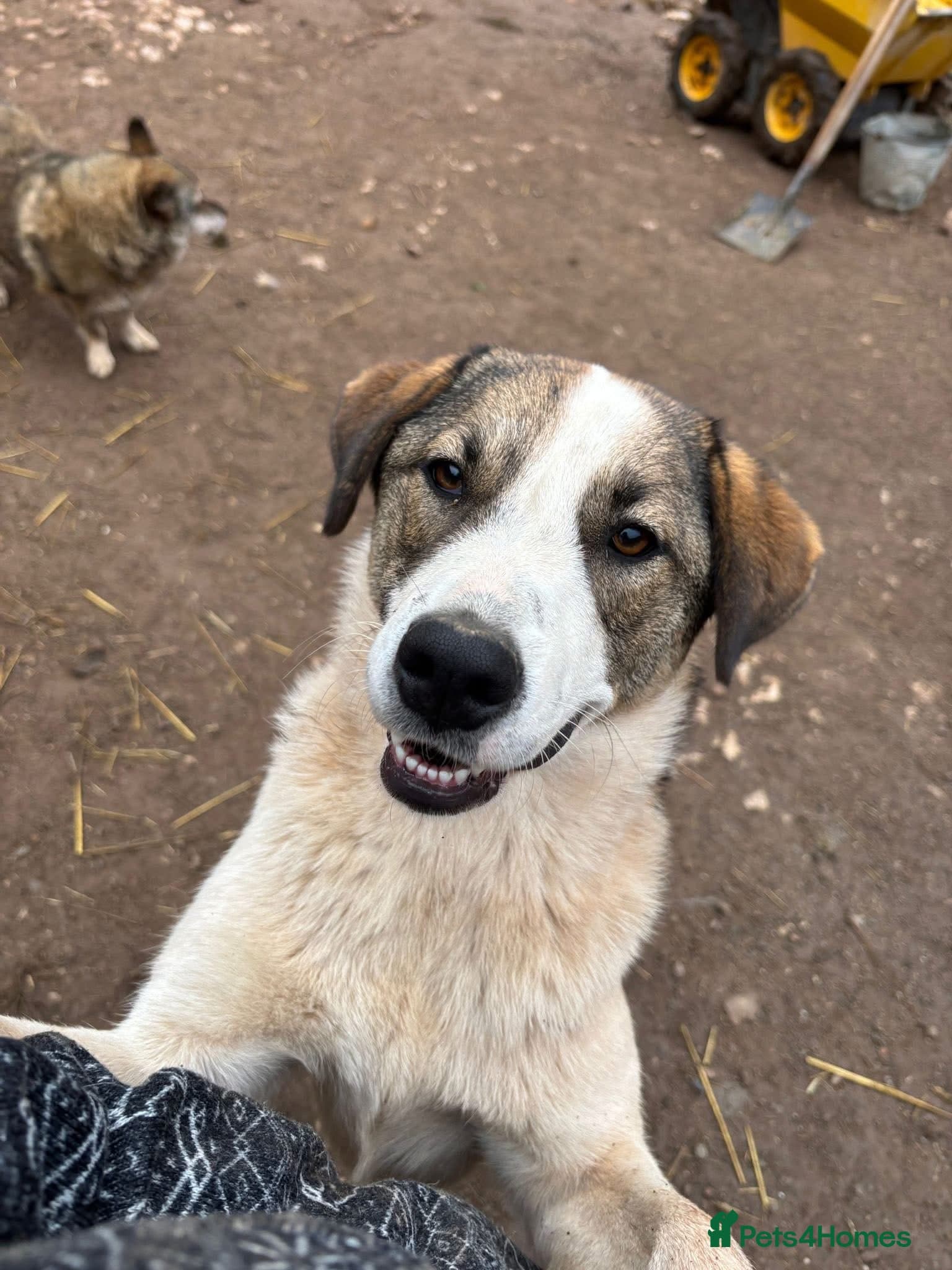 Could you be the family Mercy photo 2