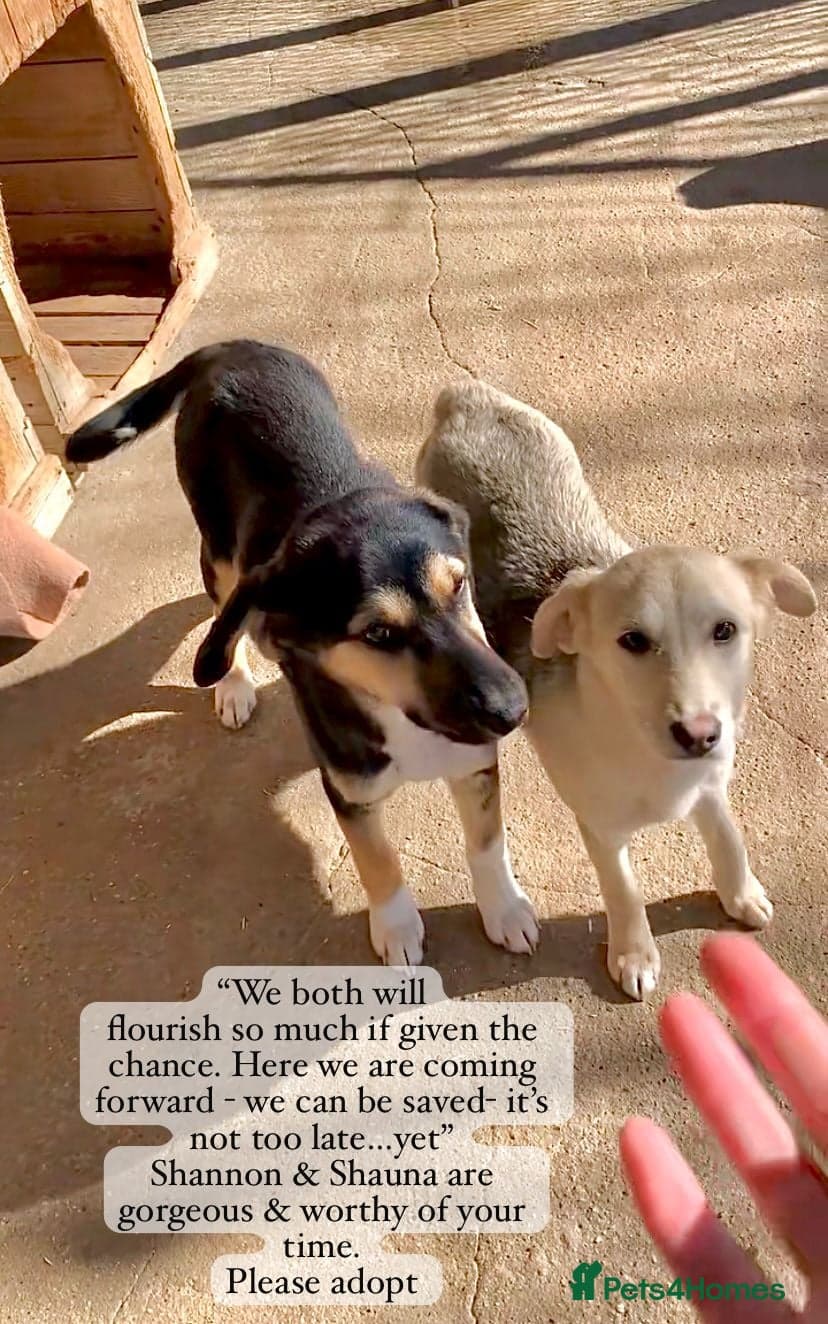 Shauna, 6 months approx. photo 2