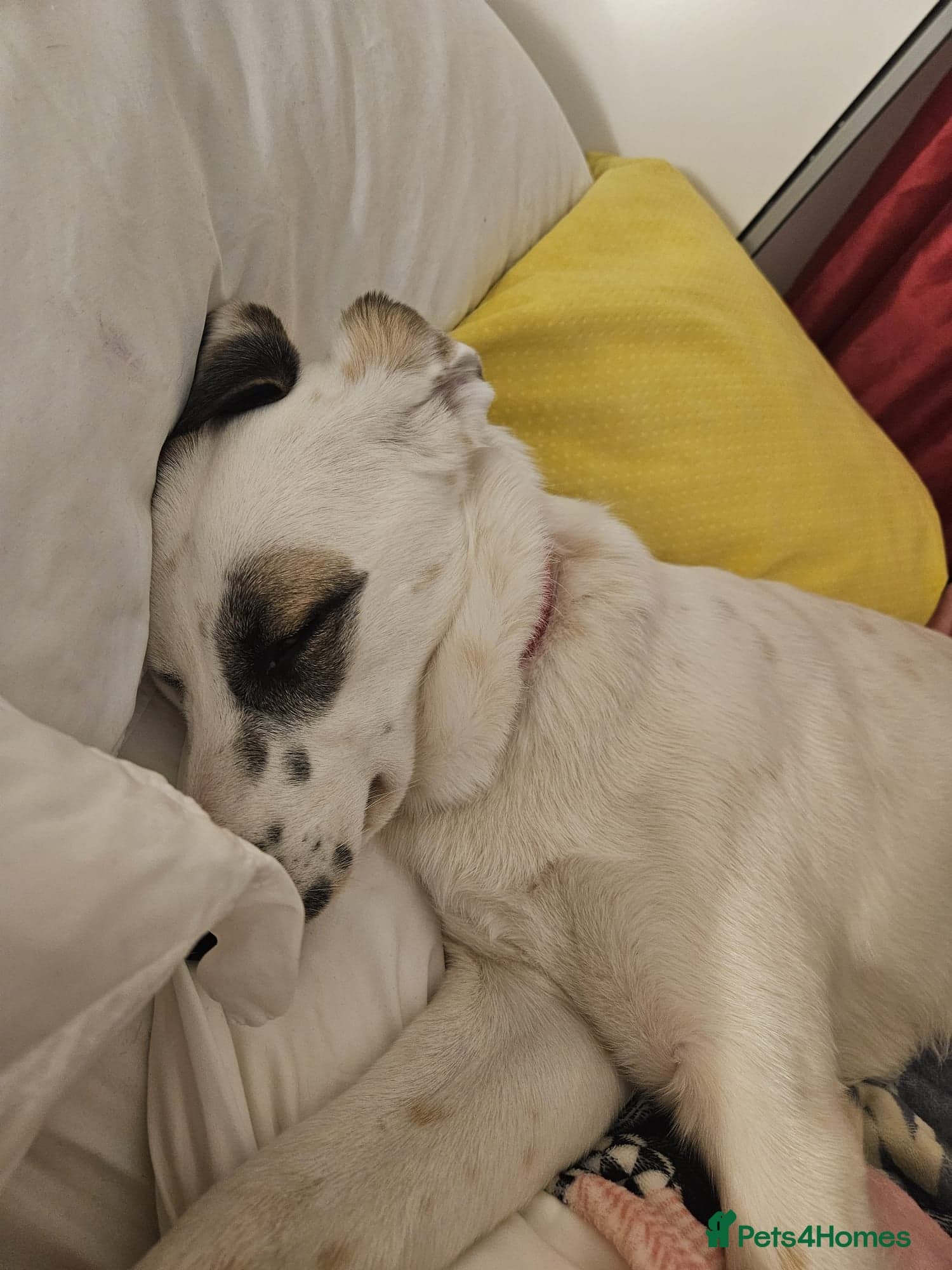 ️PLIAMKA❤️9-month-old loving and playful girl photo 7