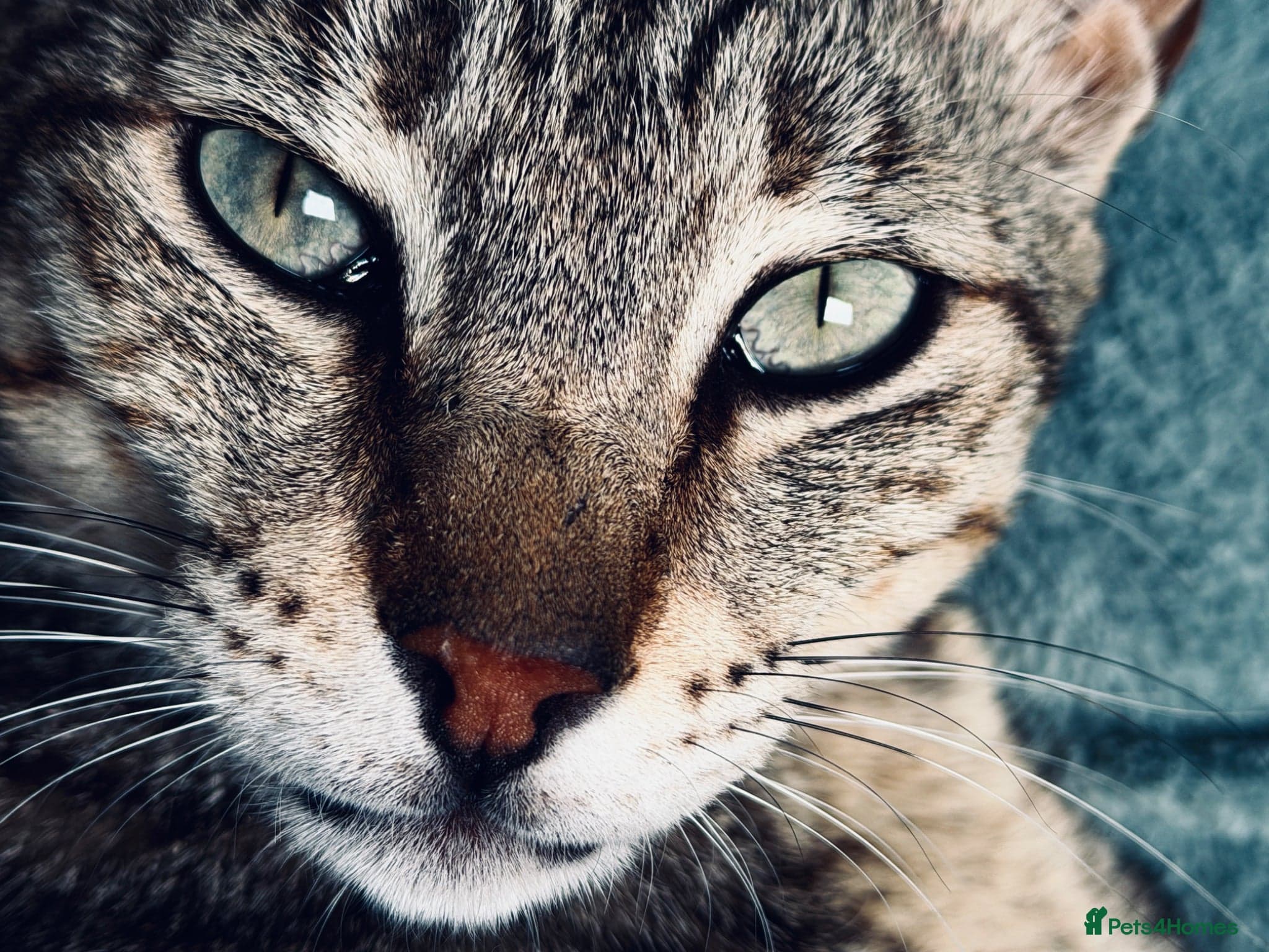 Hera ♥️ (House Cat) photo 10