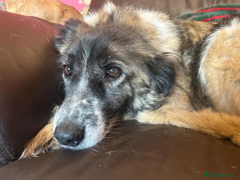 Hilda - Norwich Norfolk photo 5