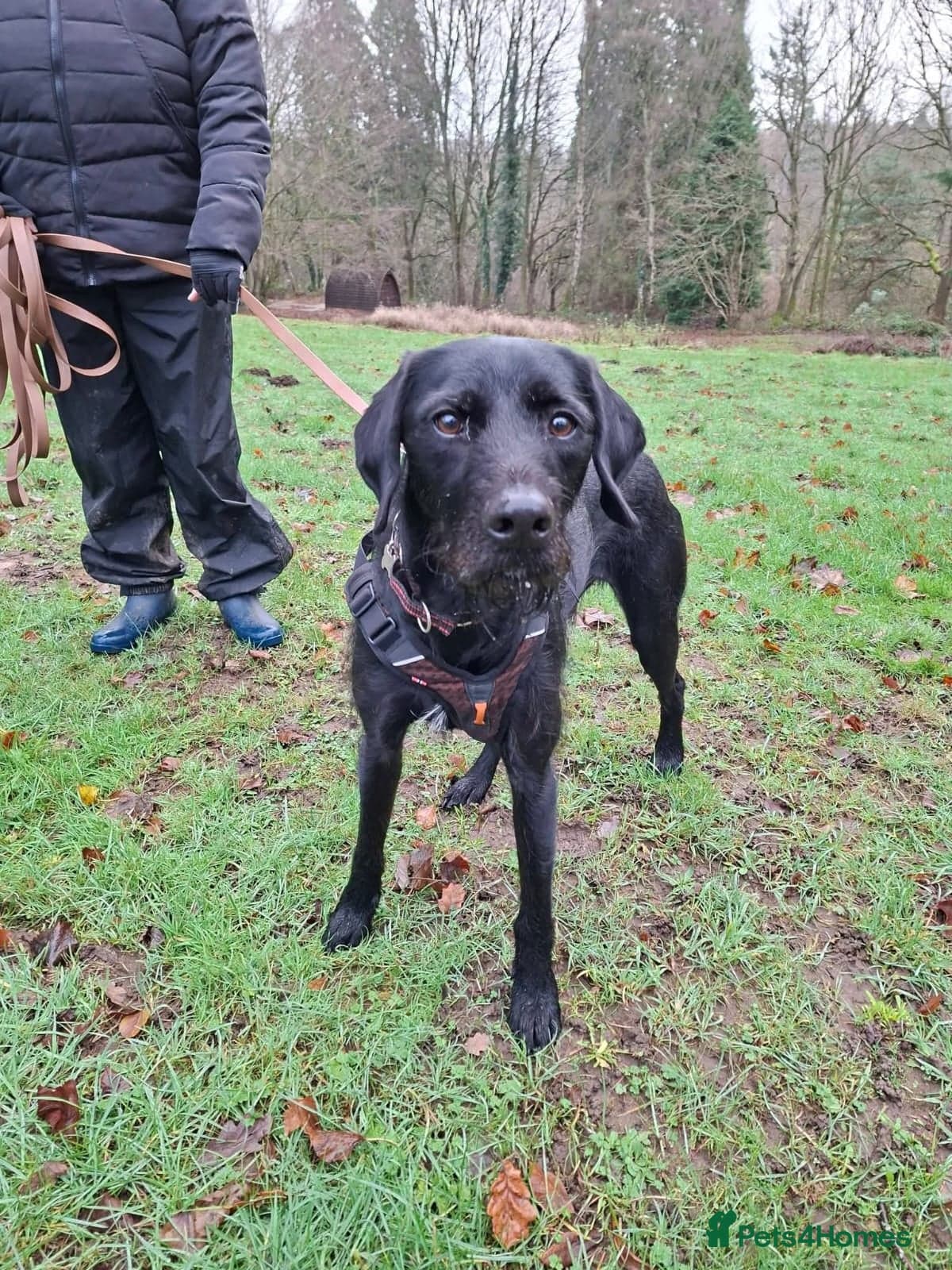 Guppy - GWP x lab photo 10