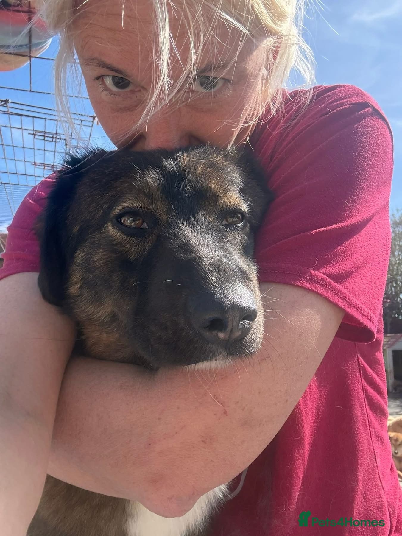 Belle - Norwich Norfolk photo 9