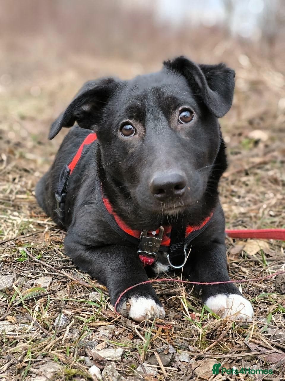 ️🐶 masha photo 11