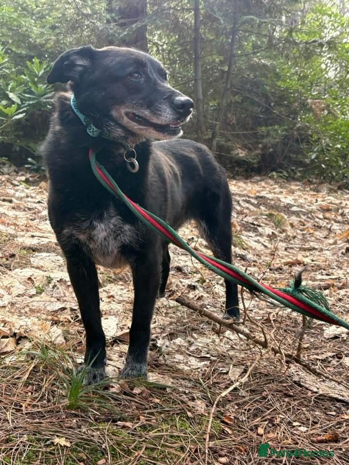 Aramis - Norwich Norfolk photo 11