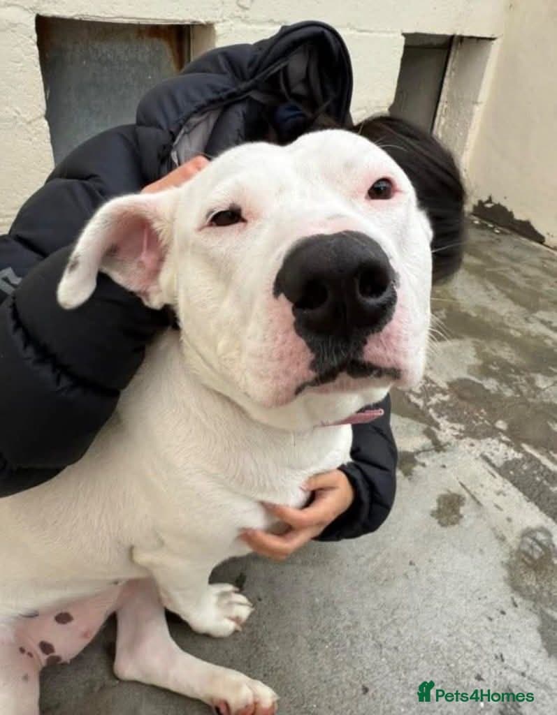 Meet Aria, currently residing in Ormskirk — Mixed Breed