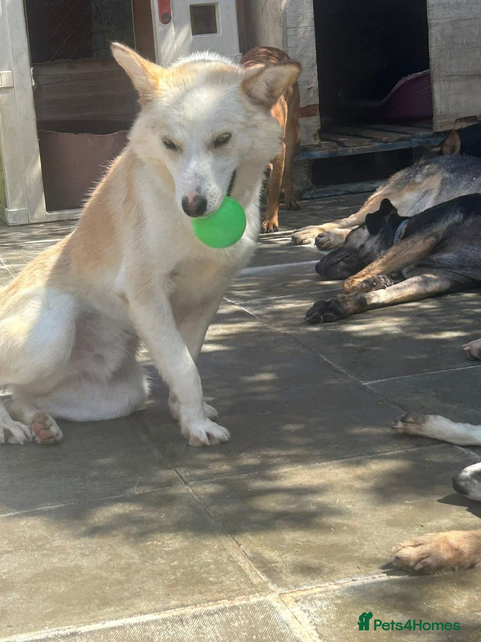 Song - Norwich Norfolk photo 11