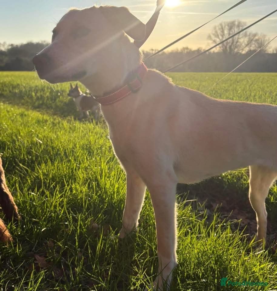 Talia - Hempnall Norfolk photo 7