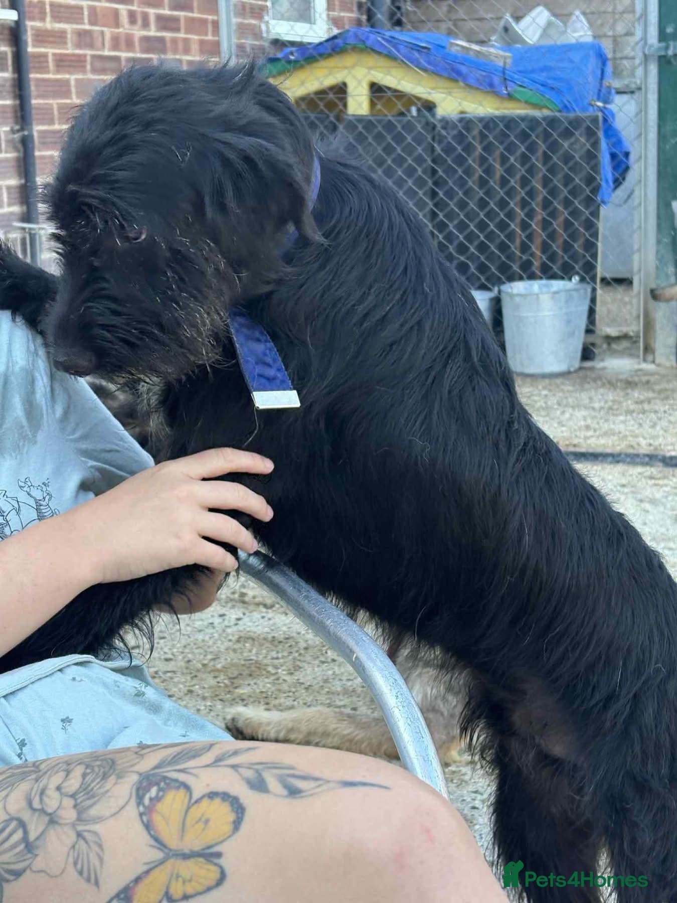 Micky - Norwich Norfolk photo 13