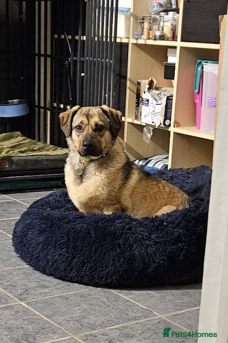 Playful Philly — Mixed Breed