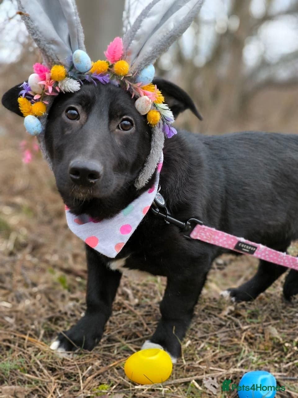 ️🐶 masha photo 7