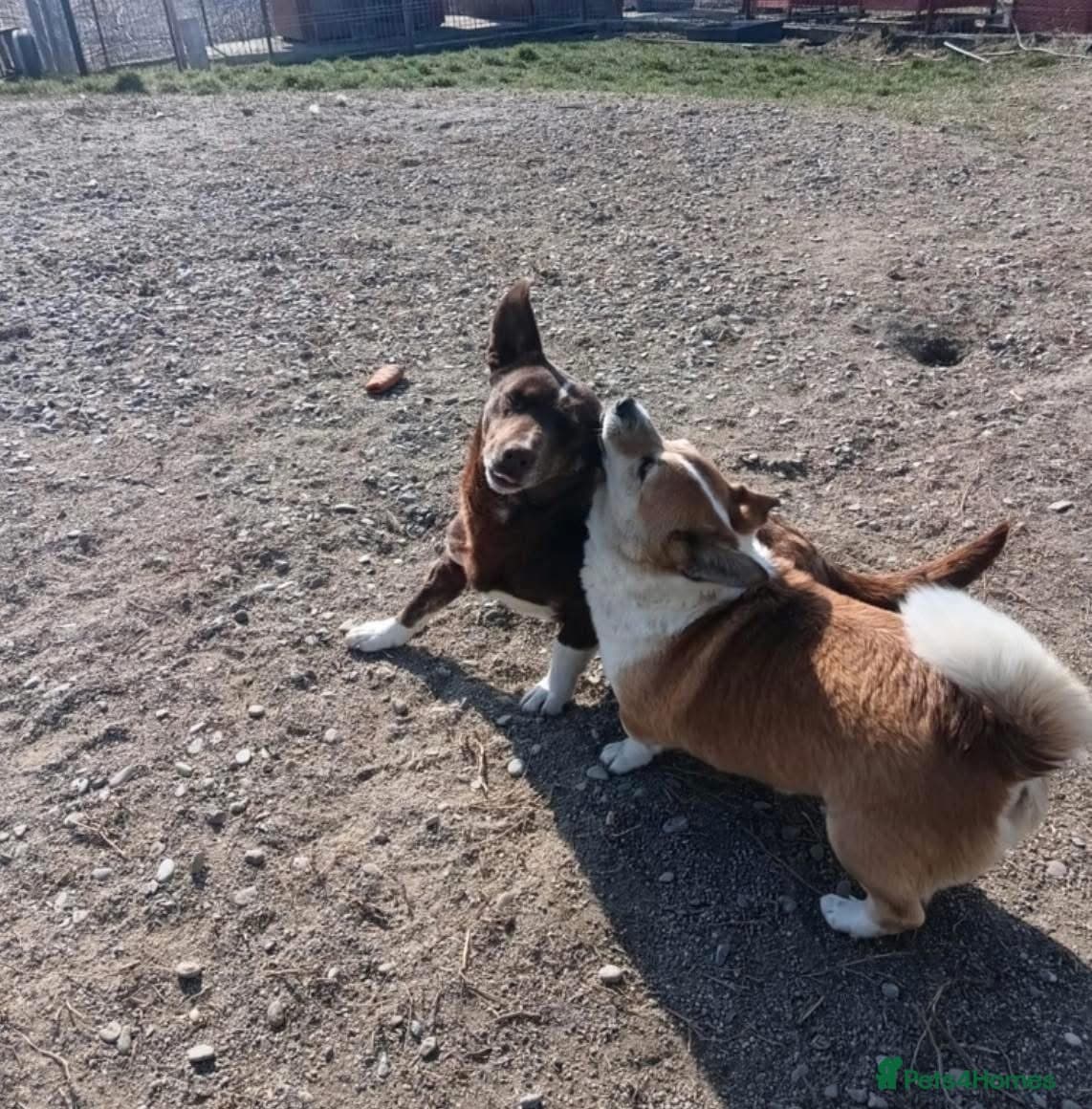 India - Norwich Norfolk photo 14