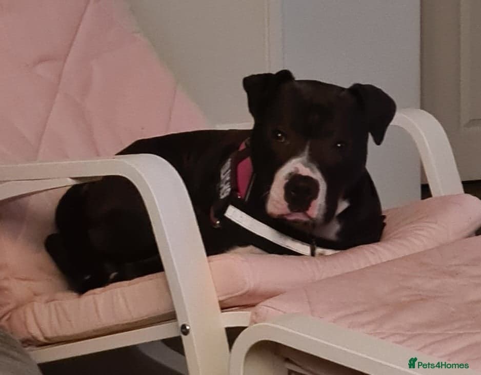 Behaviourist sought for special — Mixed Breed