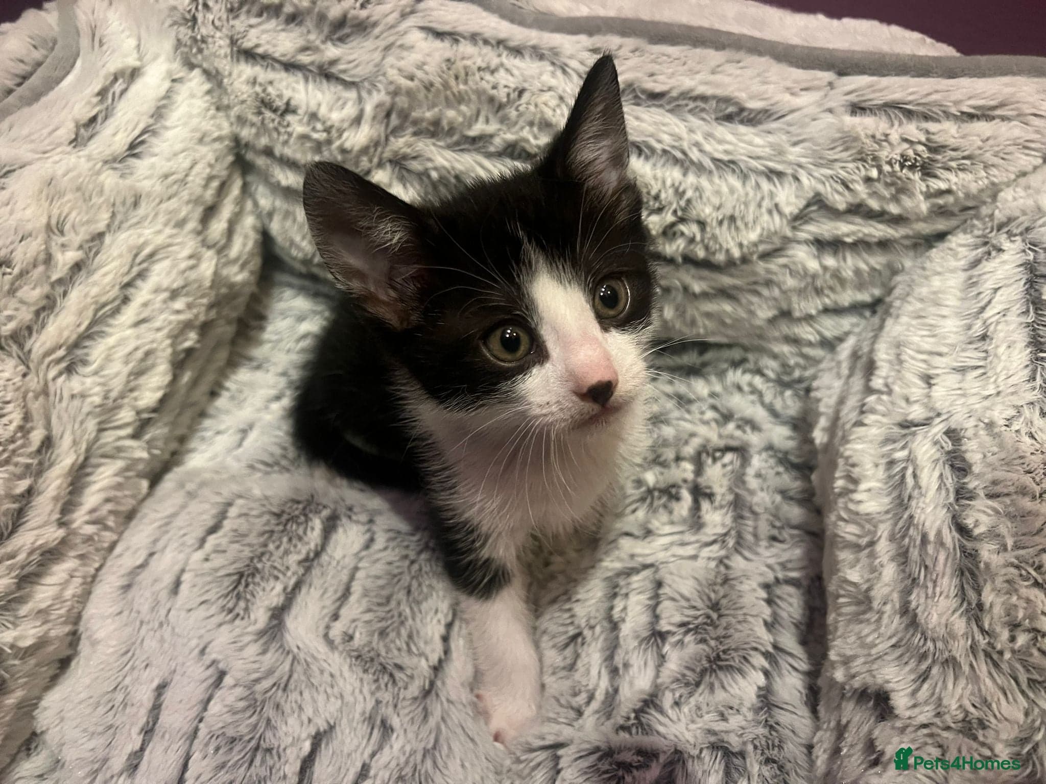 Rescue kitten Joshie — Mixed Breed
