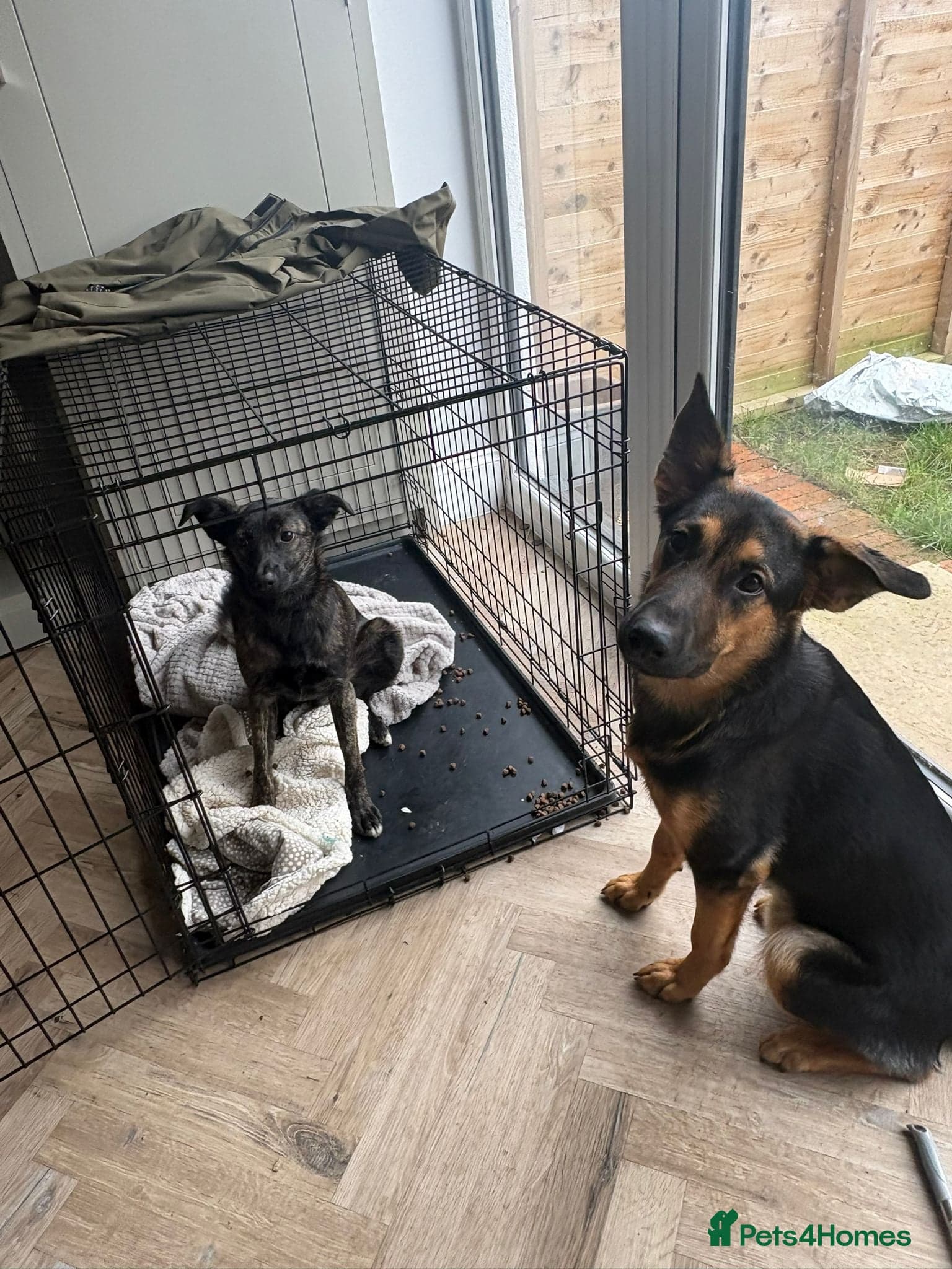 Urgent: 💙milo💙 photo 8