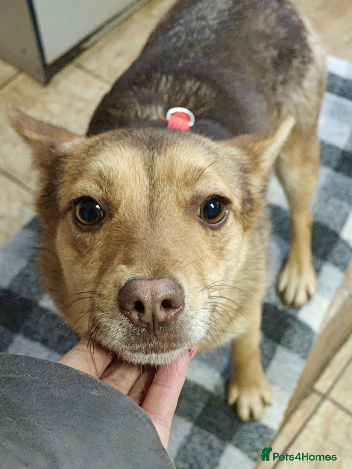 ️🐶 rudya photo 11