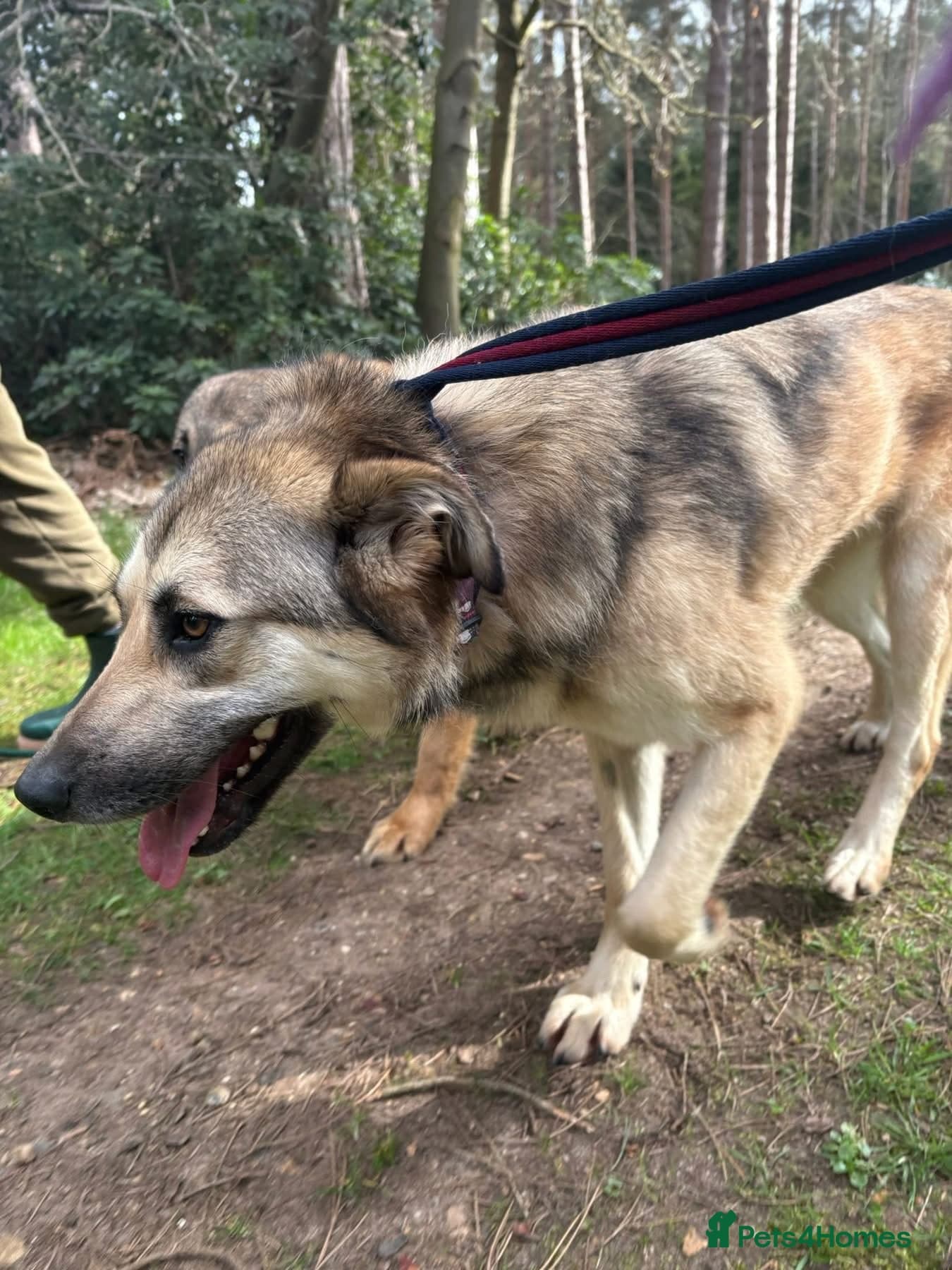 Molly - Norwich Norfolk photo 2