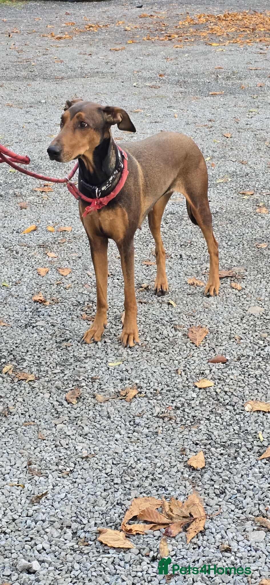 BONNIE ๐ Playful, Loving Girl photo 18