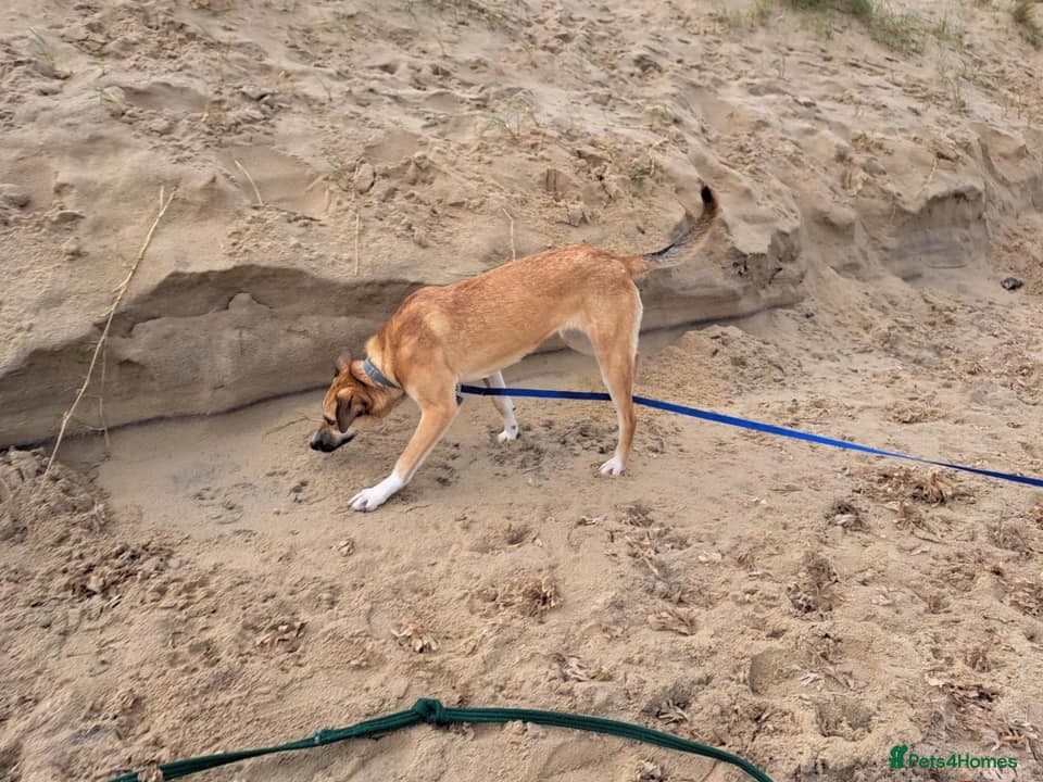 Sara - Norwich Norfolk photo 24