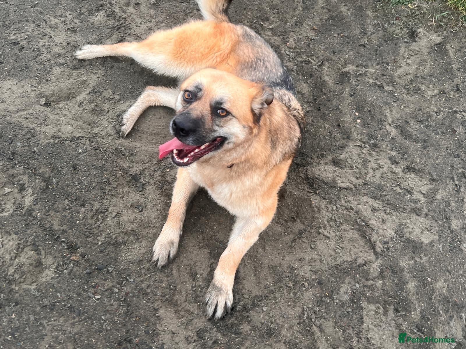 Molly 3.5 years friendly girl photo 3