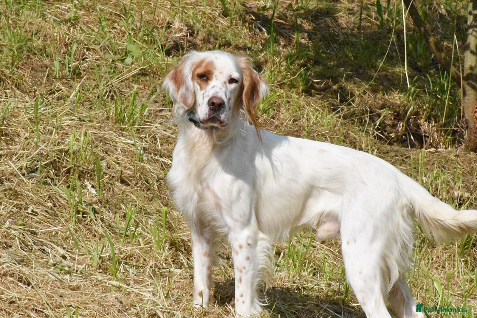 Parchi (Lucas) photo 2