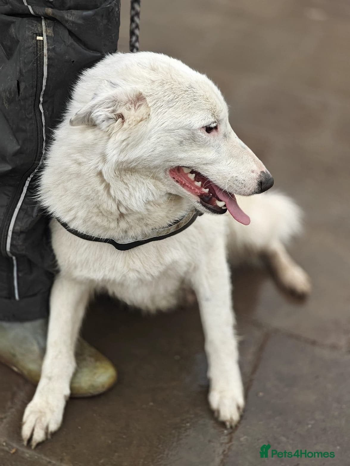 ️🐶 suzy photo 5