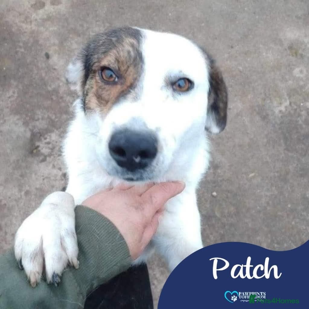 Meet Patch, currently residing in Sheffield photo 2
