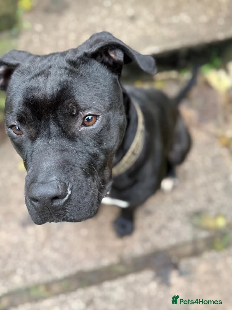 Meet Gomez, currently residing in Ormskirk photo 5