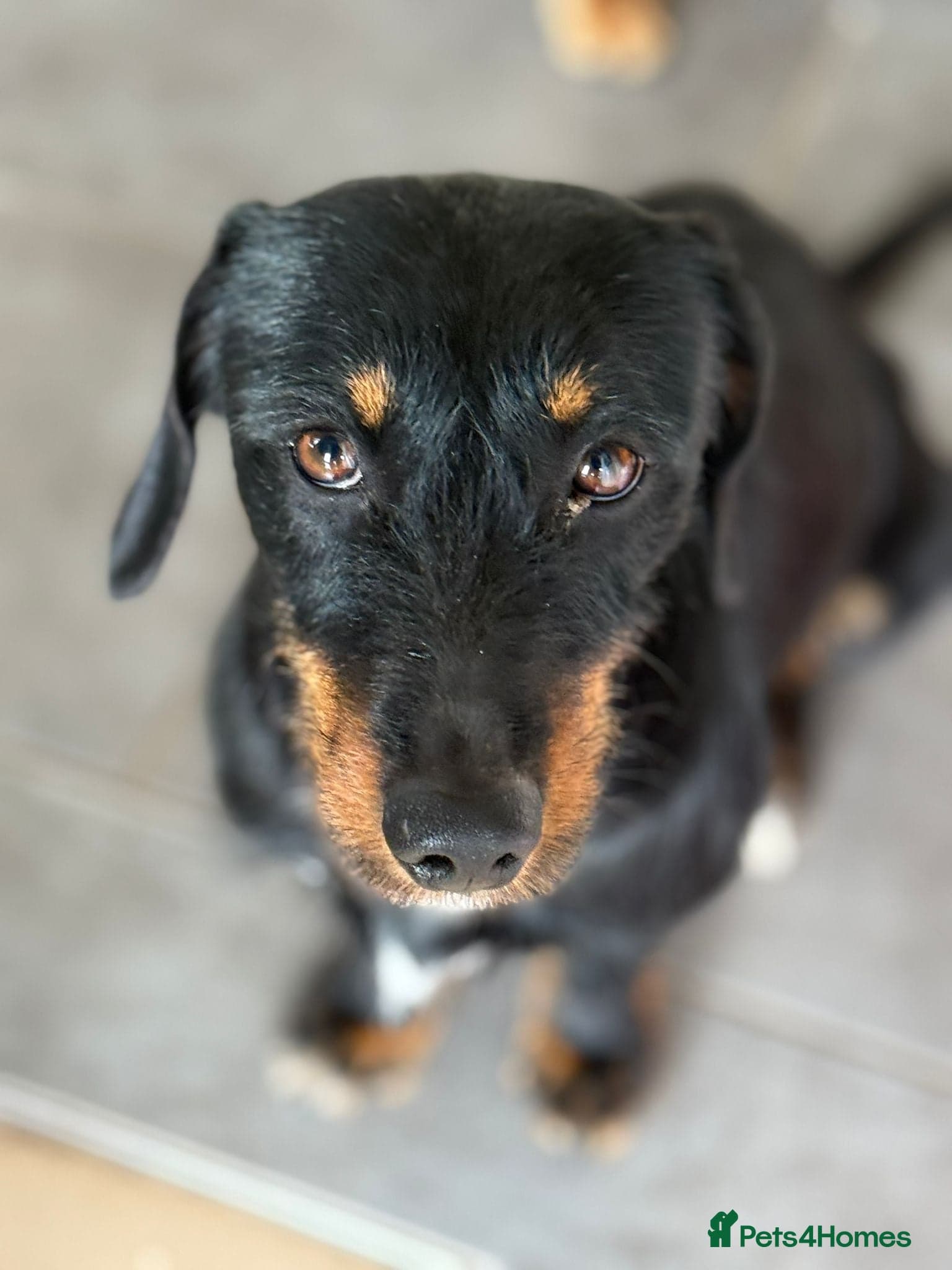 Lovely Cooper ready for his home! photo 3