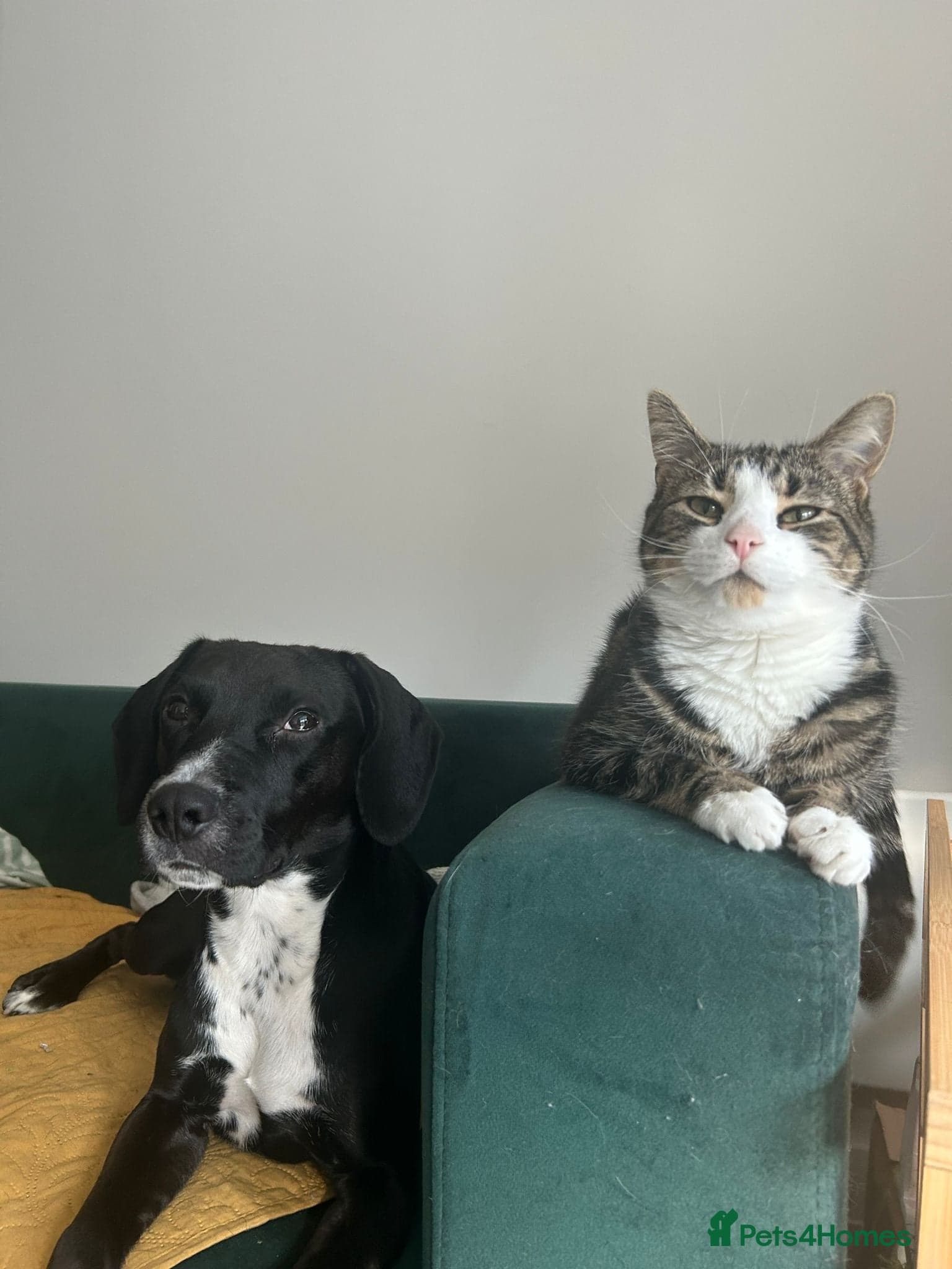 ️🐶 walter photo 2