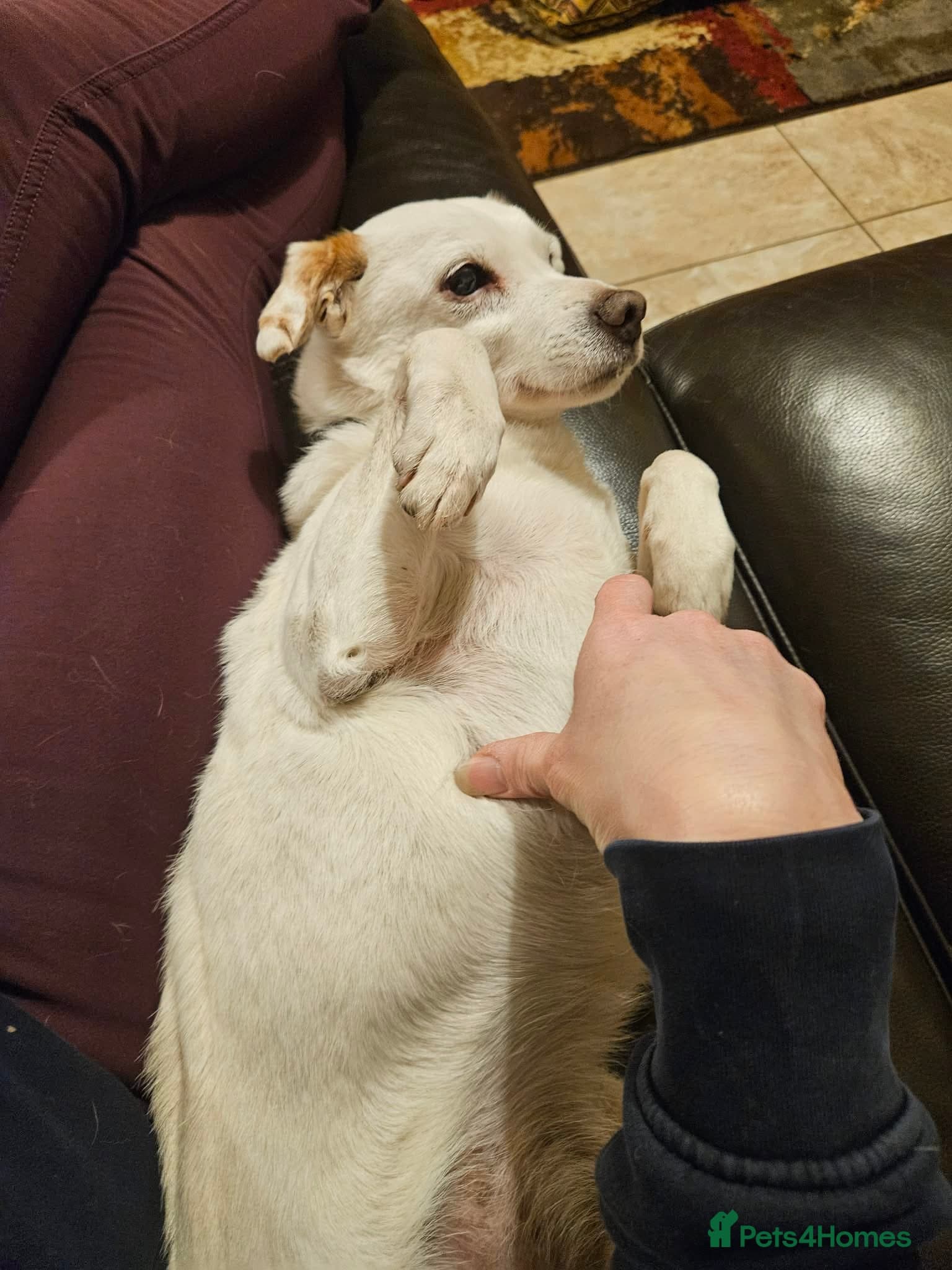 Sweet senior Bobby photo 10