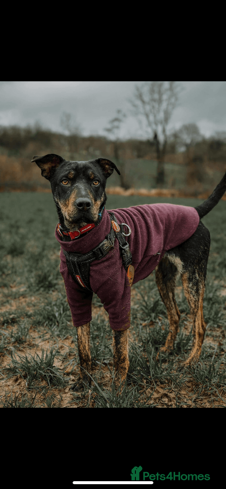 Madonna 18 month old female photo 5