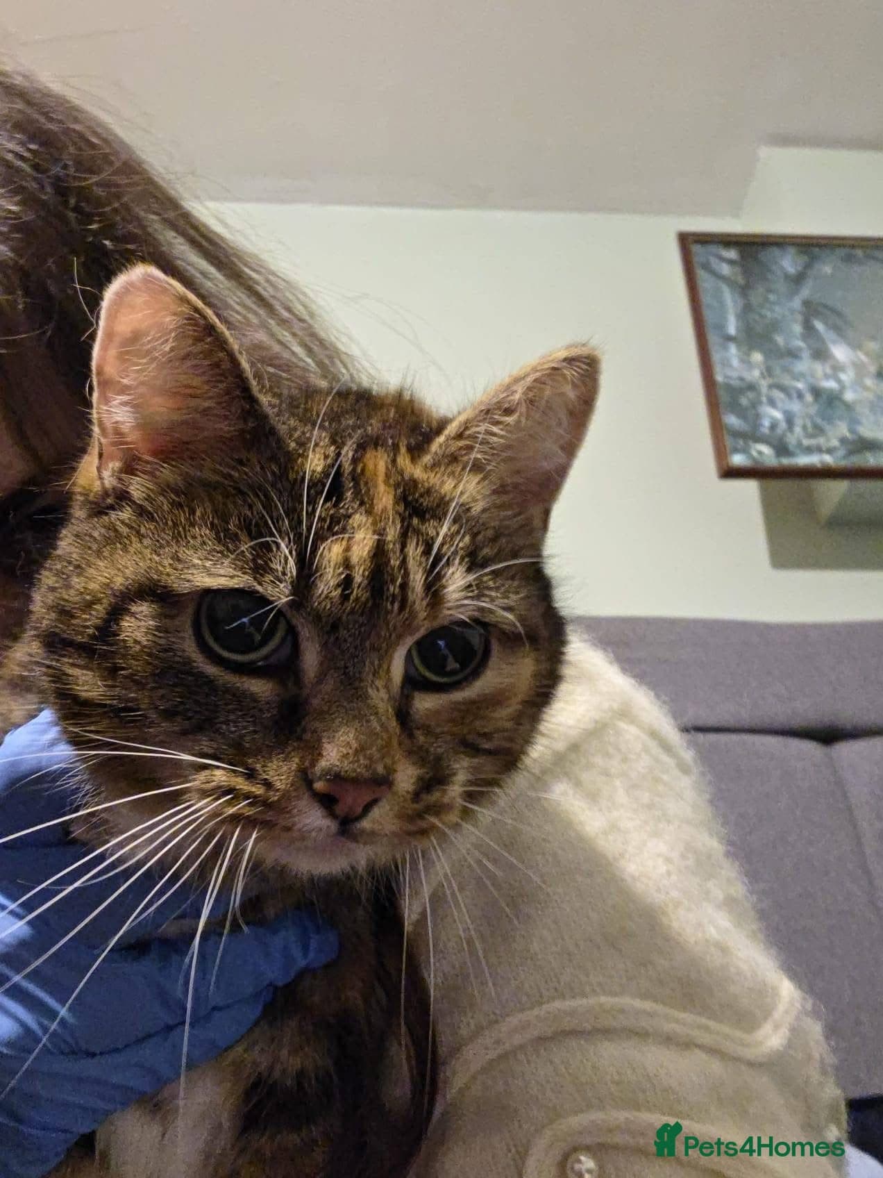 ️🐱 fluffy photo 2