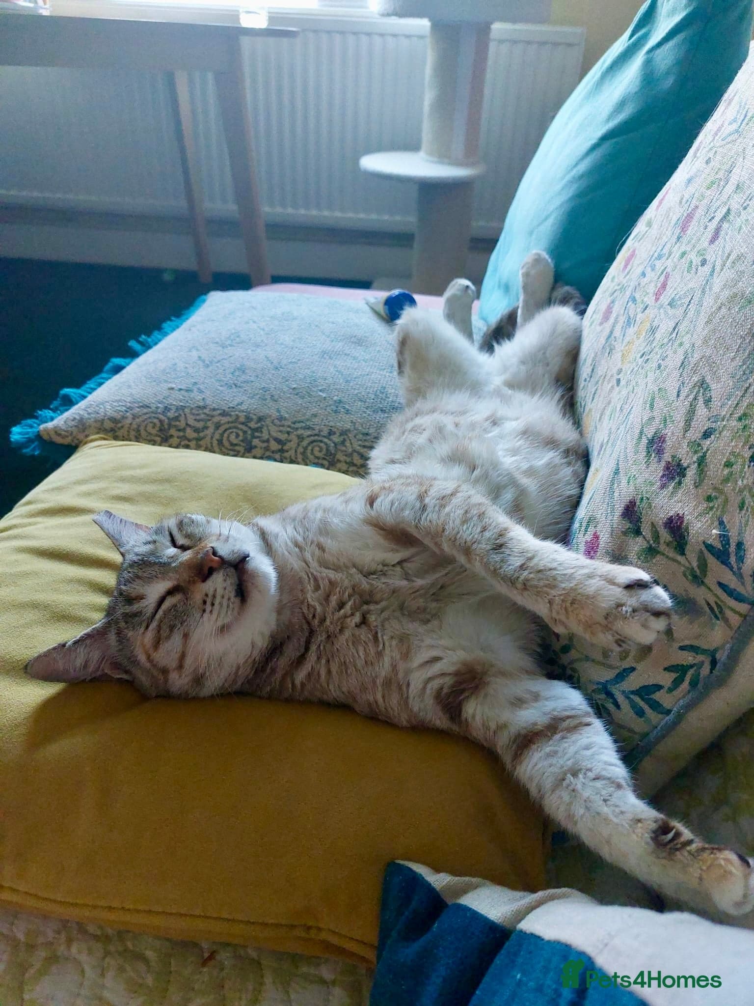 Gentle Senior Indoor Cat photo 3